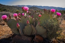 Desert Roses WM null