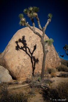 Joshua Tree Shadows in the Hall of Horrors WM null