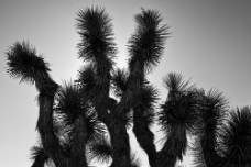 Joshua Tree Silhouette2 WM null