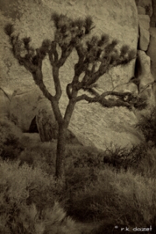 Joshua Tree Textured WM null