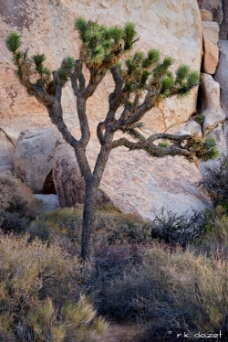 Joshua Tree WM null