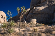 More Joshua Tree Shadows in the Hall of Horrors WM null