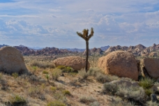 The Lonesome JT WM null