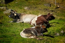 The Cows WM
