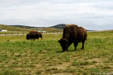 Wyoming Bison