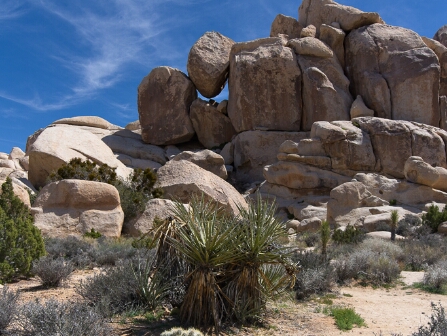 Joshua Tree National Park