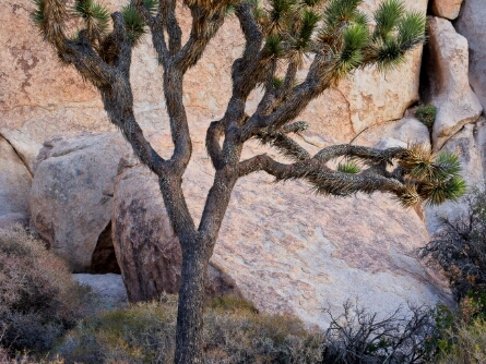 Joshua Tree National Park