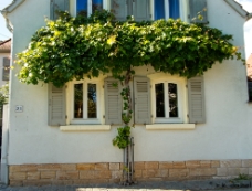 Grape Vines and Windows WM