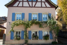 Timbered Grape Vine WM